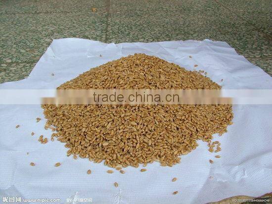 Wheat CCD color sorter, wheat machine, flour machine factory