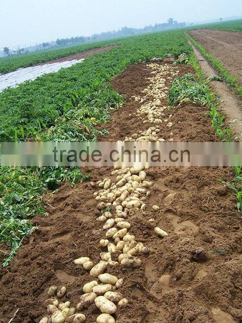 2015 new crop of fresh potatos mesh bag packing potato from China for wholesale