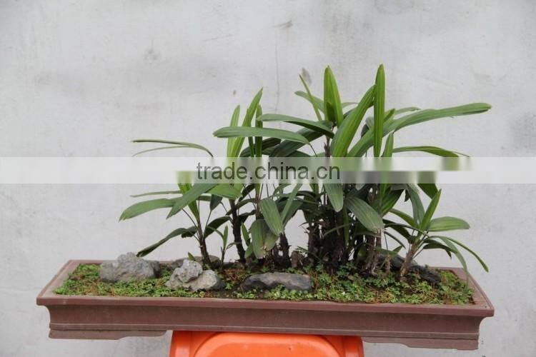 bamboo seedling