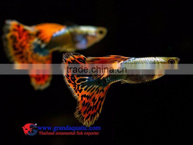 Crobra guppy fish for sale to aquarium fish importer