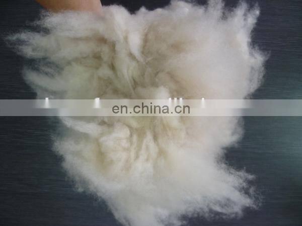 Dehaired and carded Cashmere Fiber Light Grey for india market