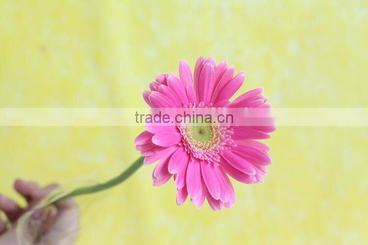 Good smell hot sale cut gerbera flowers