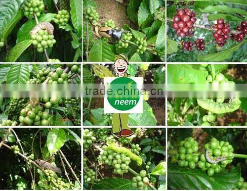 NEEM KERNEL CAKE IN COMPETITIVE PRICE