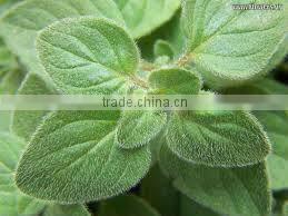 Pure Oregano Oil