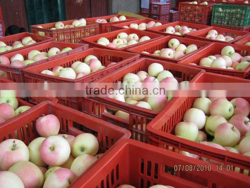 Fresh Royal Gala Apple