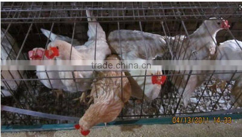 poultry glasses protective glasses chicken glasses eye glasses