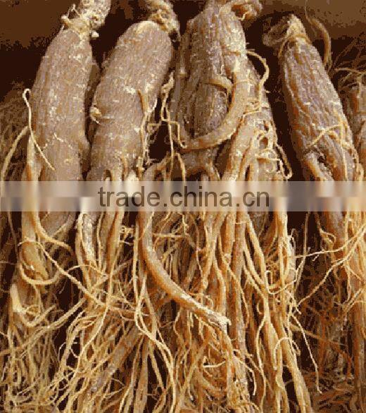 red ginseng export ginseng korea red ginseng manufacturers
