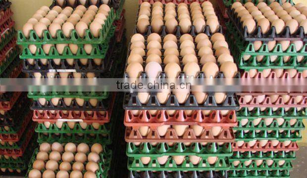 FRESH BROWN CHICKEN EGGS