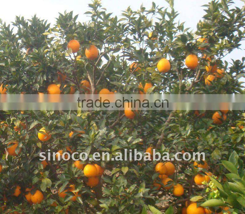 Hot Sale Navel Orange