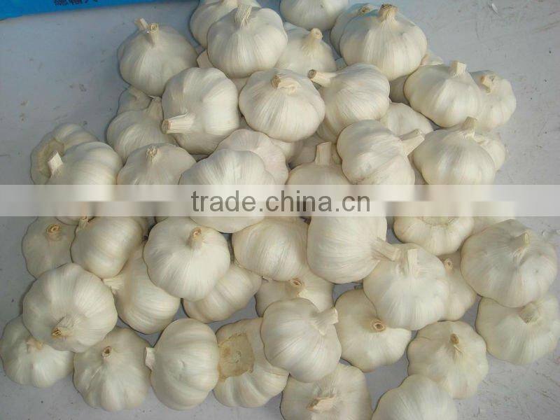 pure and white garlic price in new season