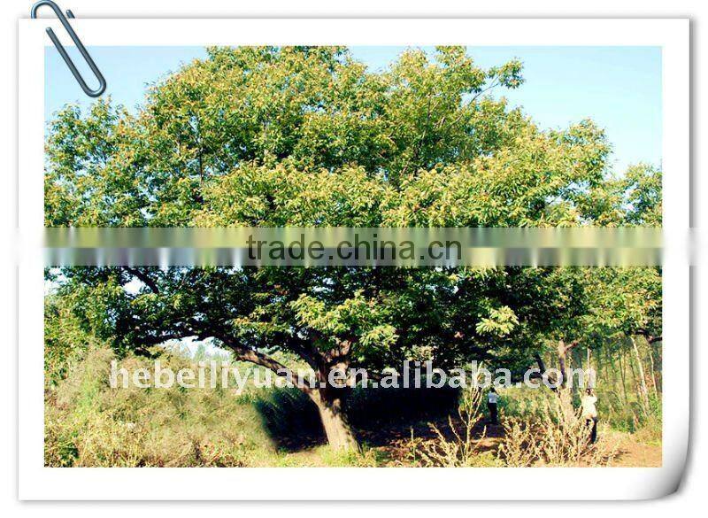 Chinese roasted chestnuts for sale