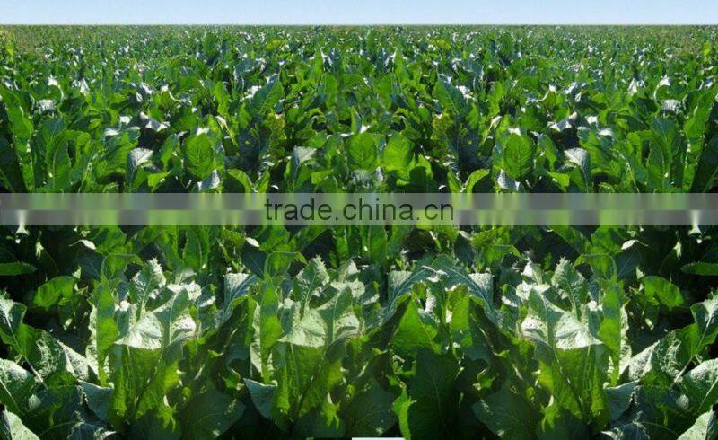 horseradish root dried price