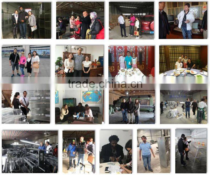 Breeding Pigeon Cage Factory Sale