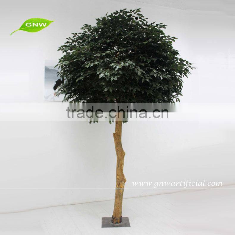 GNW BTR045 High quality umbrella-type green ficus for decoration