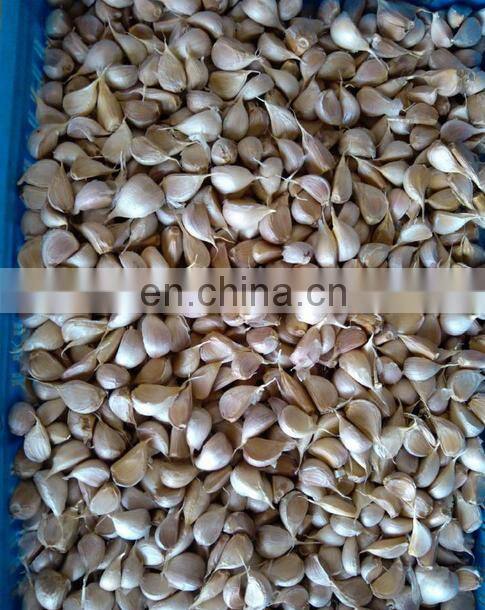 Hot selling automatic garlic separating/breaking machine, garlics processor