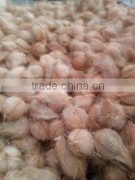 Fresh trimmed/undrimmed coconut