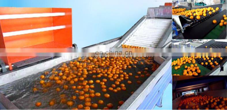 Fresh vegetable & fruit washing machine & sorting machine with the factory price