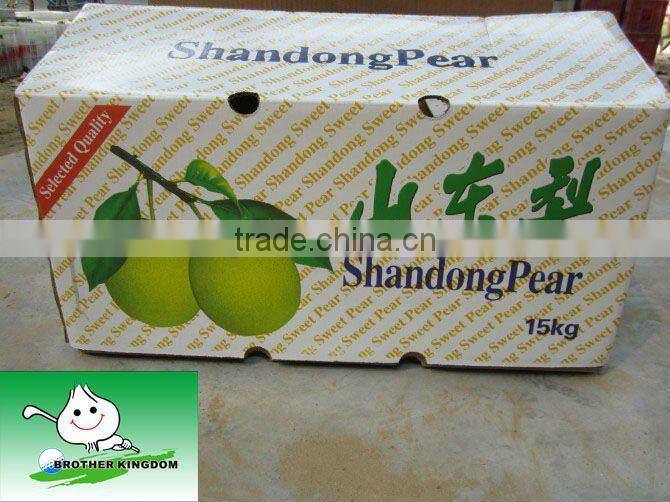 New Crop Shandong Pear from Origin