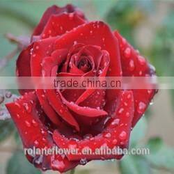 Quality wholesale yellow natural orchid flower with 0.3kg/bundle from Yunnan, China