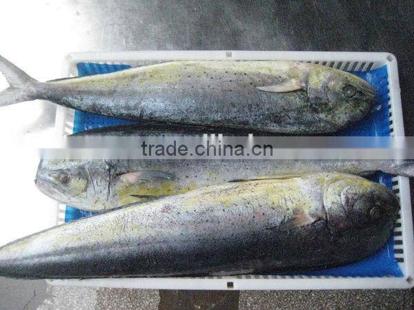 frozen giant mahi mahi whole for sale