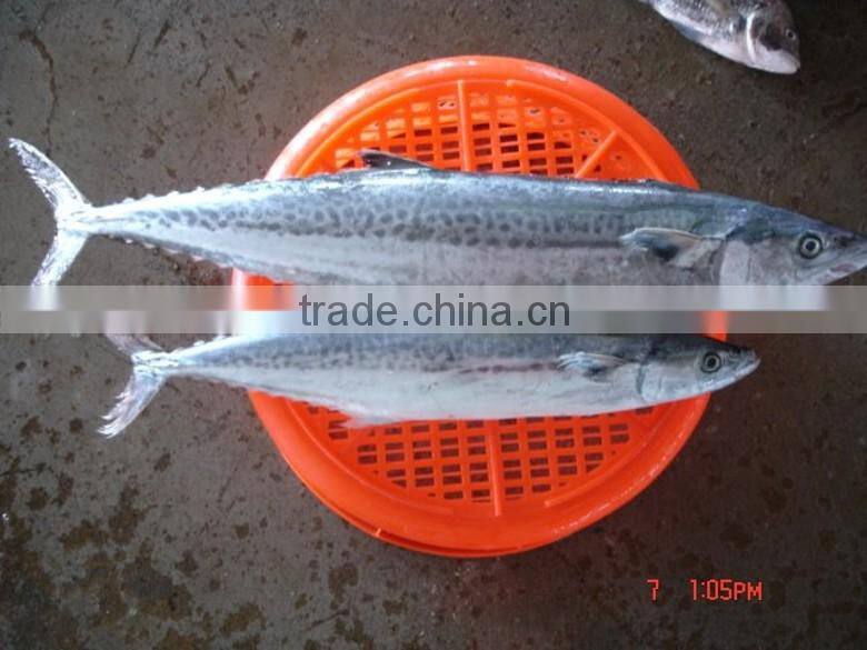Frozen spanish mackerel fish for Malaysia market