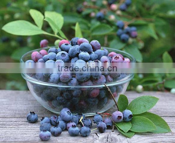 European Bilberry Extract