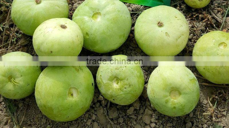 Hybrid TINDA ROUND GOLD SPECIAL F1 Seeds