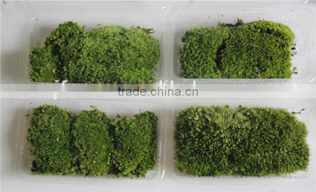DIY accessories natural green micro landscape decorative moss
