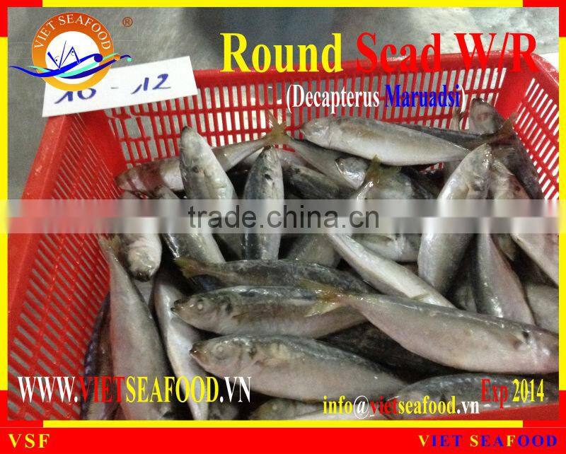 FROZEN ROUND SCAD WHOLE ROUND