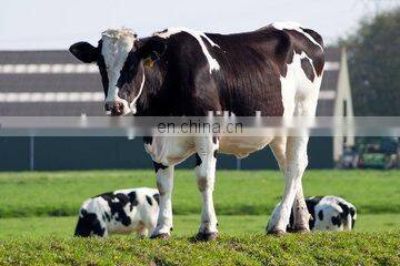 single cow milking machine male milking machine goat milking machine