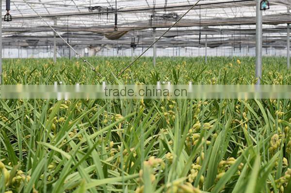 Agricultural Plastic Houses