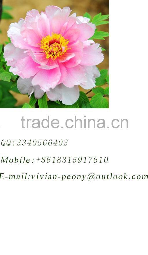 High art handmade painting for interior room manufacture Jing Du Shu Hua