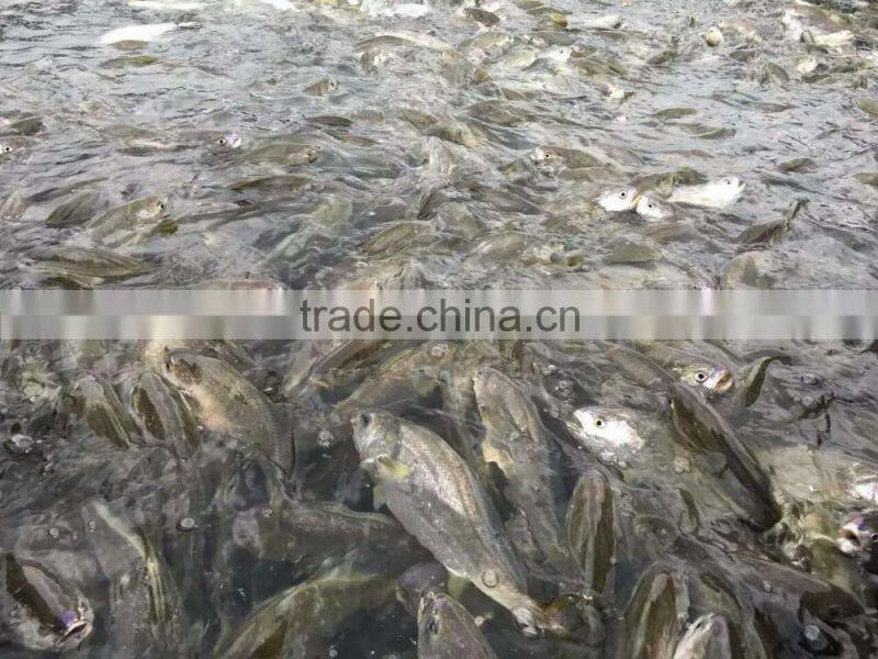 FDA BRC Whole Round Frozen Yellow Croaker Fish For Sale
