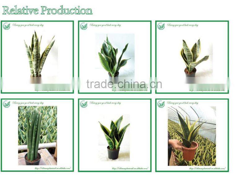 Sansevieria Live Bonsai Tree