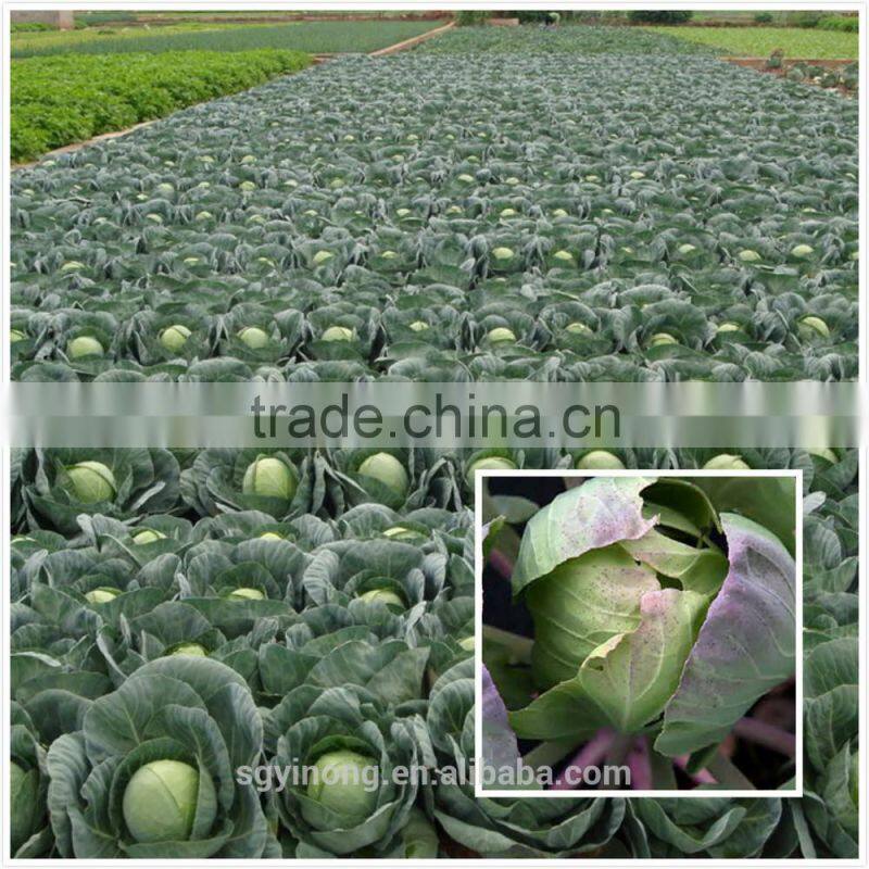 Best quality Hybrid F1 red cabbage seeds