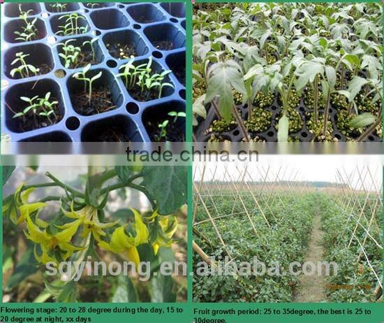 Good taste and strong growth small green tomato seeds Green pearl F1