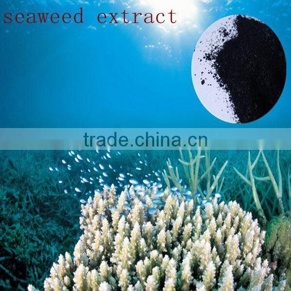 powder Alginic Acid Sources Seaweed Extract Fertilizer for Soil Application