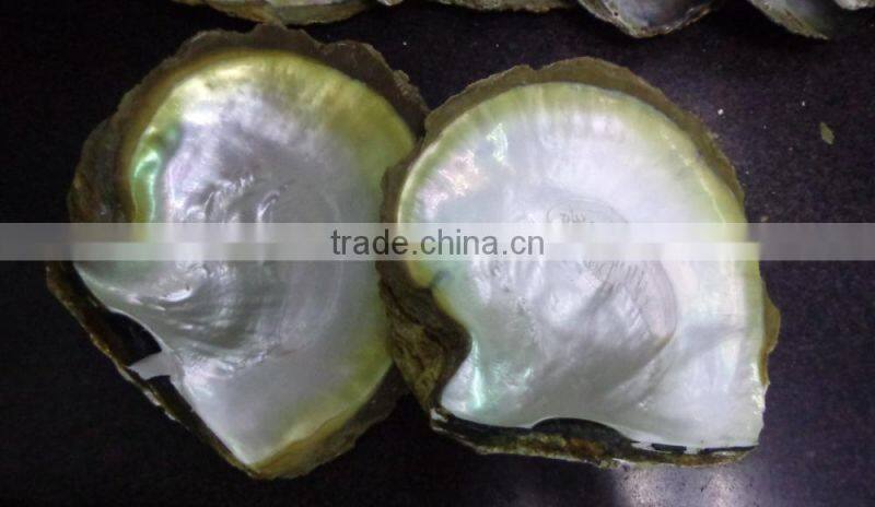 Natural big yellowlip mop shell raw material