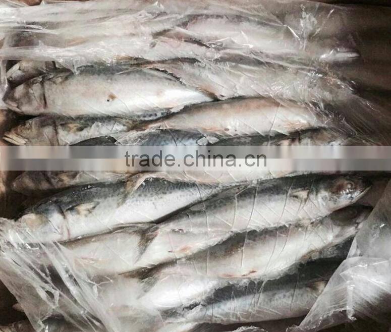 Frozen Pacific Mackerel For Bait