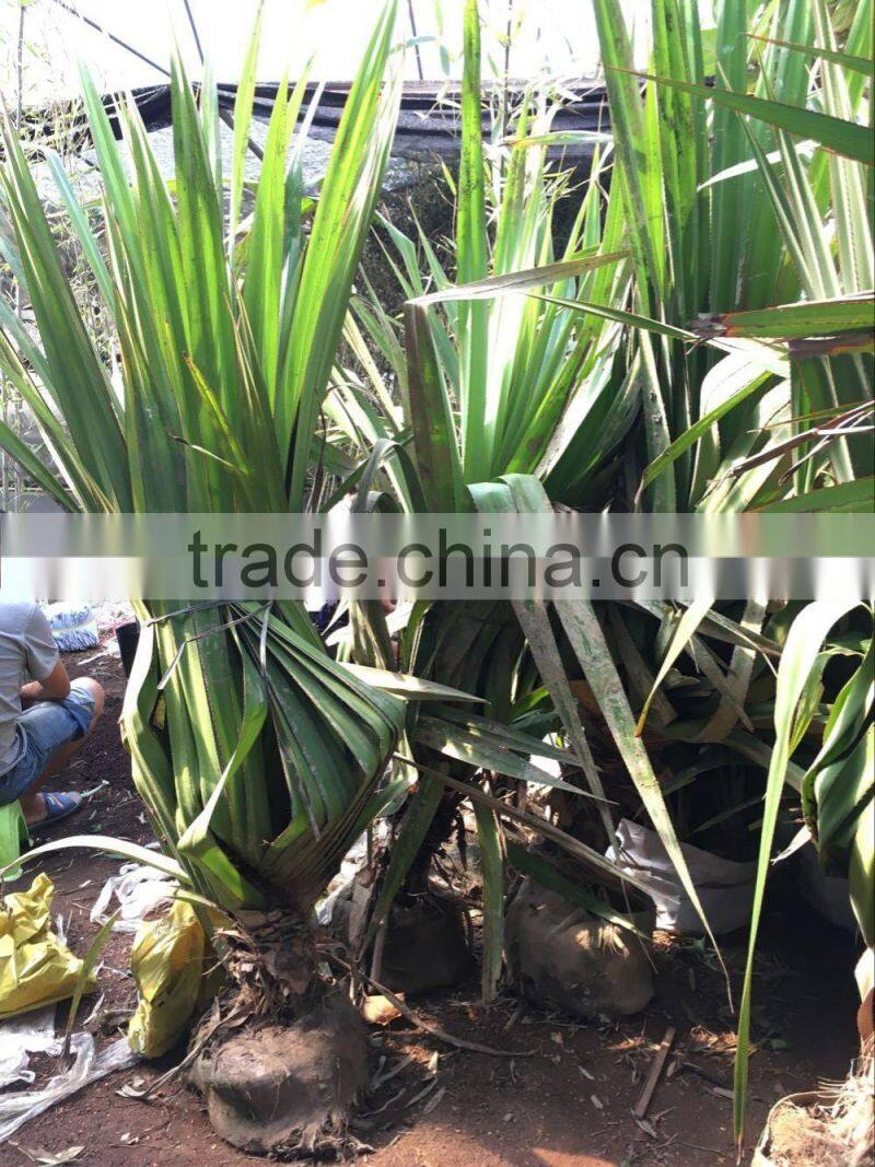 Pandanus utilis, Screw Pine, Screw-Pine