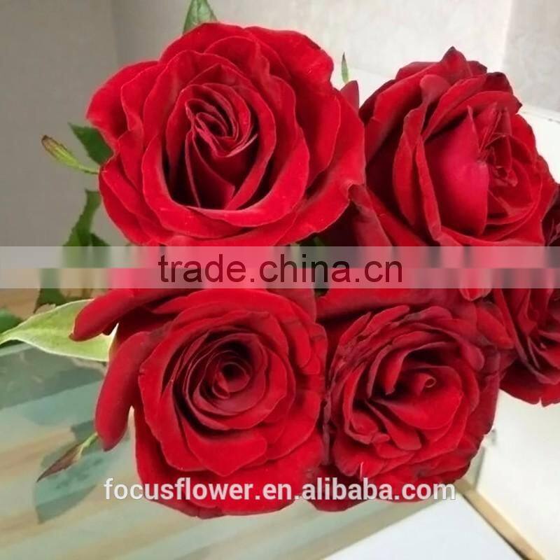 For Hotels/Offices/Wedding flower Natural Fresh Cut Flowers Roses Black Magic Flower from Kunming