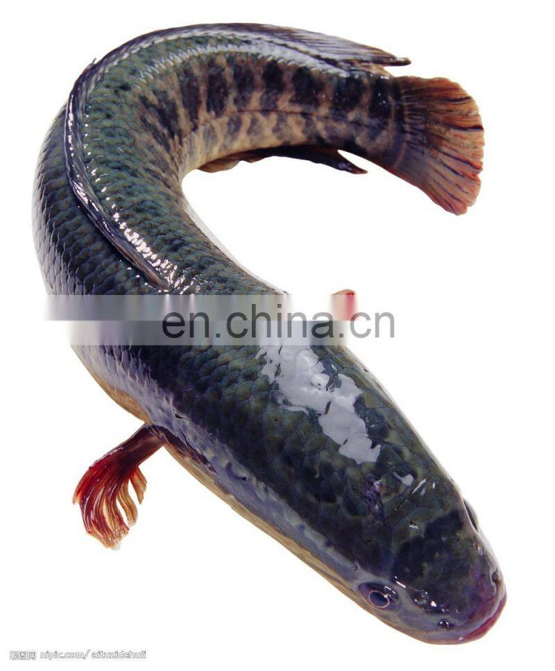 Stainless Steel Fish Scale Peeling Machine/Fish Cleaning Machine