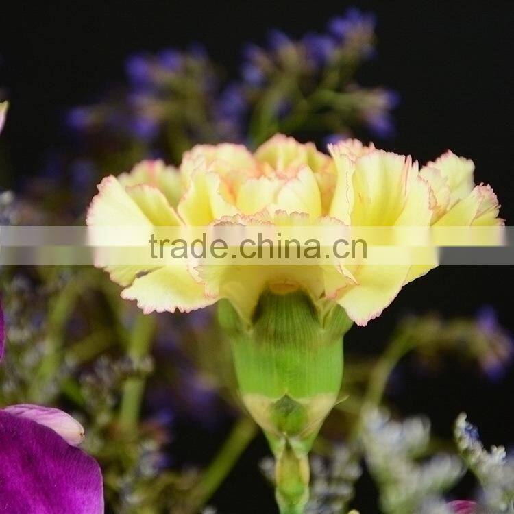 Colorful Best-Selling carnation fresh flower