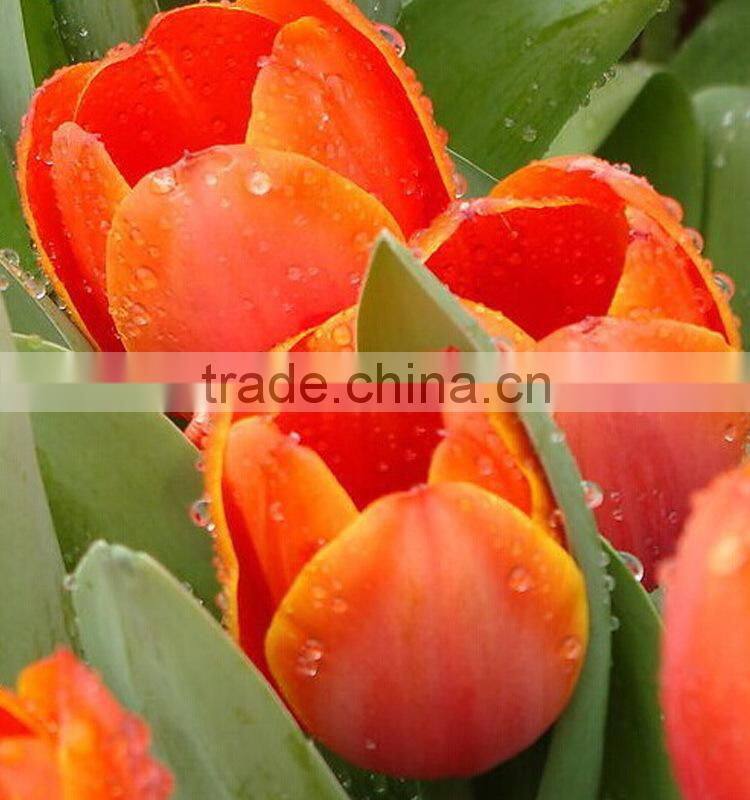 Fashionable Crazy Selling fresh cut gold tulip flower