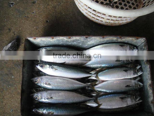 mackerel, caballa