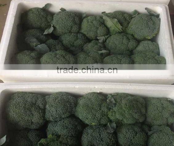 Fresh broccoli/green broccoli for export