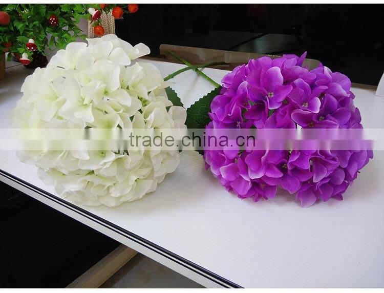 White House plants Hydrangea for wedding