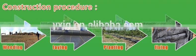 200 gsm mulch film ,plastic weed mat,PP woven fabrics in roll,weed block mats