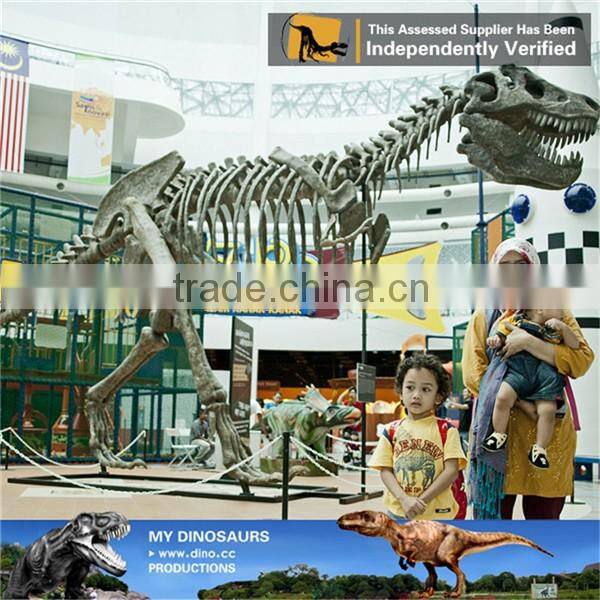 MY Dino-C076 Museum educational flexible skeleton