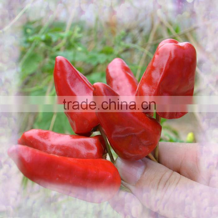 Sweetbell Red Pepper